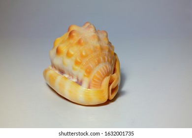 305 Crown conch Images, Stock Photos & Vectors | Shutterstock