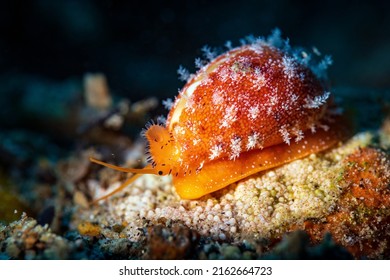 Cypraeidae, common named the cowries is a taxonomic family of small to large sea snails. These are marine gastropod mollusks in the superfamily Cypraeoidea, the cowries and cowry allies.