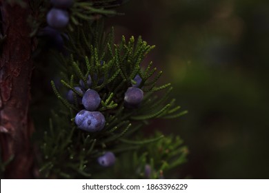 Cypress Branch With Blue Berries - Close Up