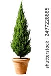  cypress charm in a big pot on a white background