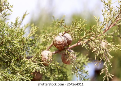 7,720 Cypress tree cones Images, Stock Photos & Vectors | Shutterstock