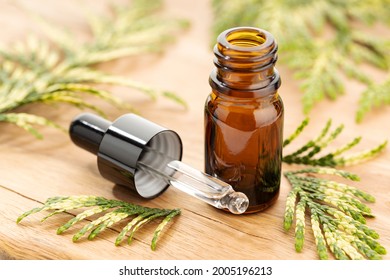 Cypress Essential Oil On Wooden Table Still Life. Herbal Remedies