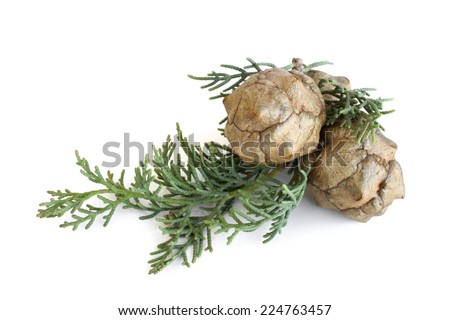 Cypress foliage and cones on white background
