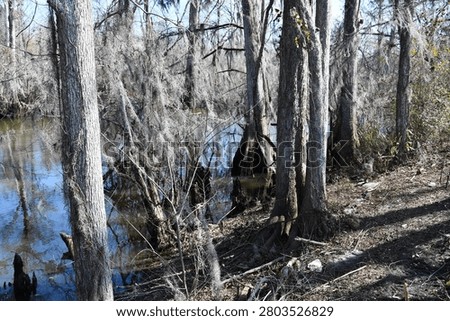 Cypress forst in the winter