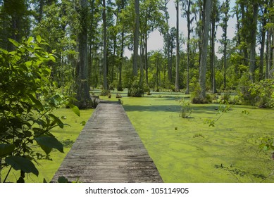 Cypress Gardens In South Carolina.