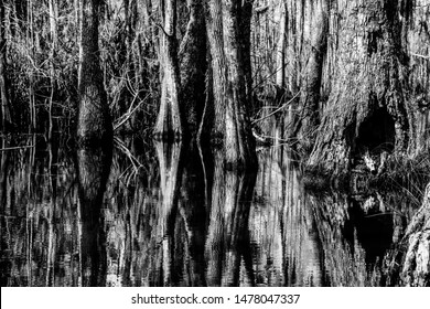 Cypress hollow tree trunks and their water reflections in the swamps near New Orleans, Louisiana during the autumn season  in black and white.