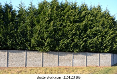 The cypress hybrid grows rapidly and forms beautiful hedges of coniferous gray, green. slim and wide. shields like a concrete stone wall like a road. concrete panel wall dense cut hedge. 