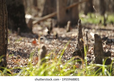 Cypress Knees In A Dry Slough In Southeast Texas