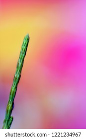 Cypress leaf colourful background