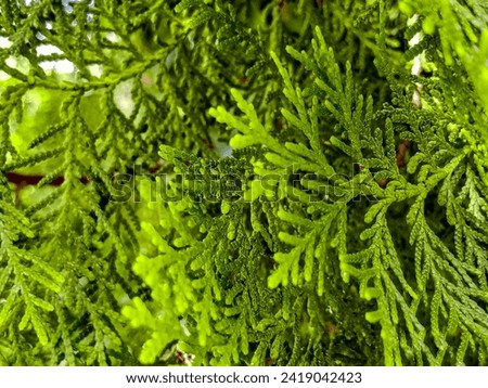 cypress leaves, Japanese cypress Hinoki tree, beautiful green leaves texture