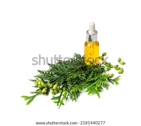 Cypress oil isolated. Cupressus essence, cedrus infusion, thuja essential oil, thuya extraction, juniper tincture, arborvitae serum on white background
