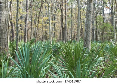 A Cypress And Palmetto Forest In The ACE Basin Of South Carolina.