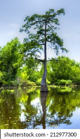 Cypress Reflection In Atchafalaya River.