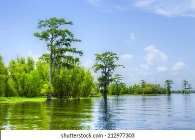 Cypress Reflection In Atchafalaya River.