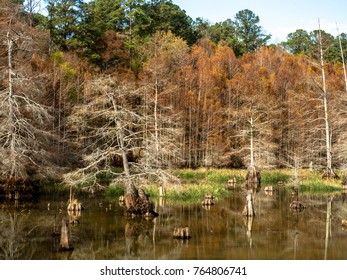 Cypress In The Refuge