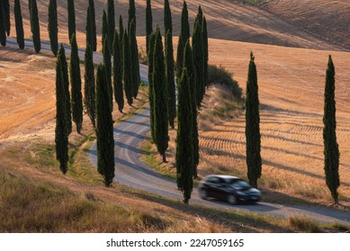 Cypress road among yellow fields, countryside landscape on sunset