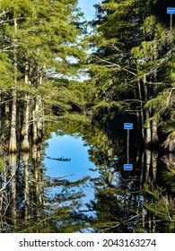 Cypress Run Canoe Trail In Swamp