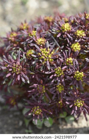 Cypress Spurge Fens Ruby flowers - Latin name - Euphorbia cyparissias Fens Ruby