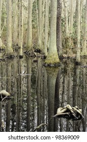 Cypress Swamp In First Landing State Park, Virginia Beach, Virginia