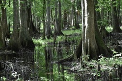 Cypress Swamp In Florida Area