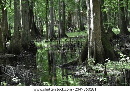Cypress swamp in Florida area