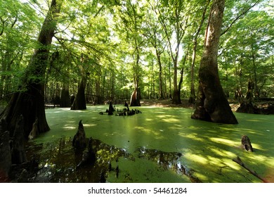 Cypress Swamp Marsh And Bog 3