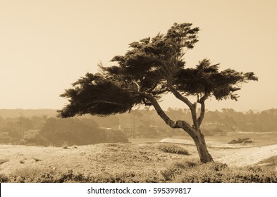 Cypress Tree Stock Images, Royalty-Free Images & Vectors | Shutterstock