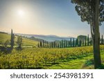 Cypress tree and Chianti vineyards landscape in autumn. Province of Florence, Tuscany region, Italy, Europe.