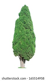 Cypress Tree Isolated On White Background