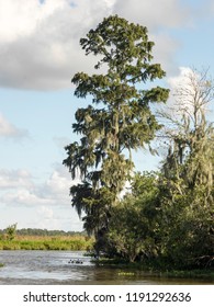 Cypress Tree At Jean Lafitte Swamp / Bayou