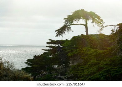 Cypress Tree And Ocean On Monterey Peninsula 