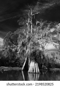 Cypress Tree On The Bayou. Louisiana.