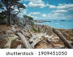 Cypress tree on a rocky point viewed from the Cypress grove trail in Point Lobos State Park on central coast of California.