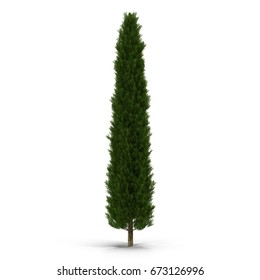 Cypress Tree Images, Stock Photos & Vectors | Shutterstock
