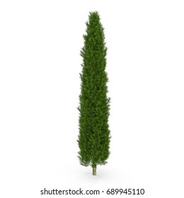 Cypress Tree Images, Stock Photos & Vectors | Shutterstock