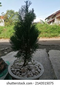 A Cypress Tree Planted In A Pot Filled With Rocks