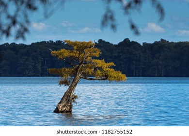 Cypress tree stands alone on lake