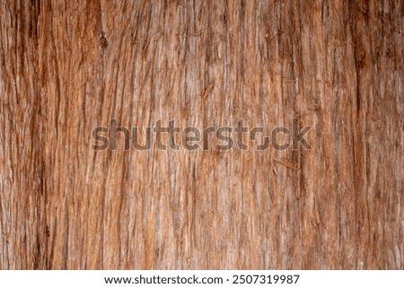 Cypress tree trunk close up, background use, bark texture background, wood texture background, tree trunk background.