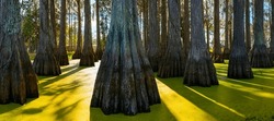 Cypress Tree Trunks And Golden Green Algae In The Swamp Water In Tallahassee, North Florida, USA