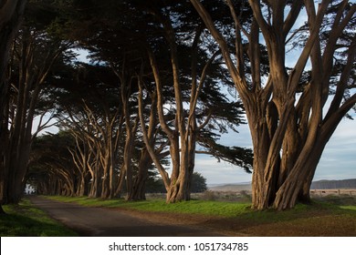A cypress tree tunnel in evening sunlight, Point Reyes, California.