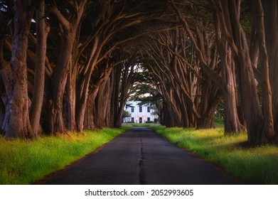 The Cypress Tree Tunnel with morning light in Point Reyes National Seashore, California