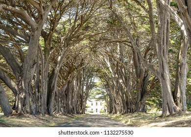 cypress tree tunnel in point reyes national seashore, california 