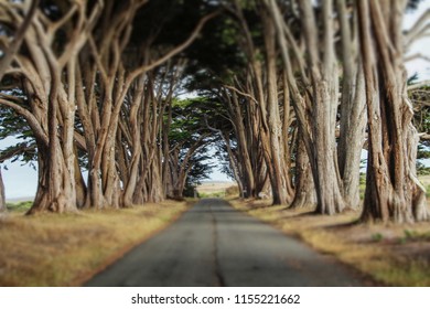 Cypress Tree Tunnel in Point Reyes National Seashore, Marin County, California