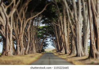 Cypress Tree Tunnel in Point Reyes National Seashore, Marin County, California