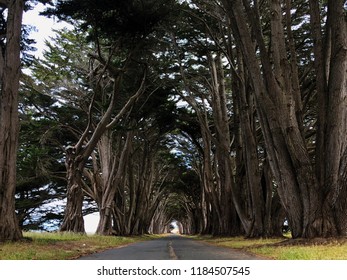 Cypress tree tunnel in Point Reyes National Seashore