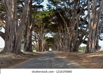 Cypress Tree Tunnel at Point Reyes National Seashore, California
