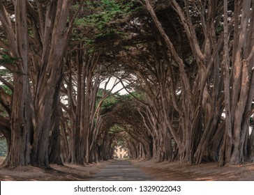 Cypress Tree Tunnel at Point Reyes National Seashore, CA, USA