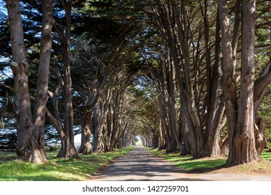 Cypress Tree Tunnel at Point Reyes National Seashore, San Francisco