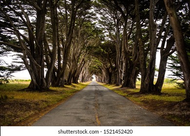 Cypress Tree Tunnel in Point Reyes National Seashore, San Francisco Bay Area, Northern California