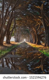 Cypress Tree Tunnel in Point Reyes California 